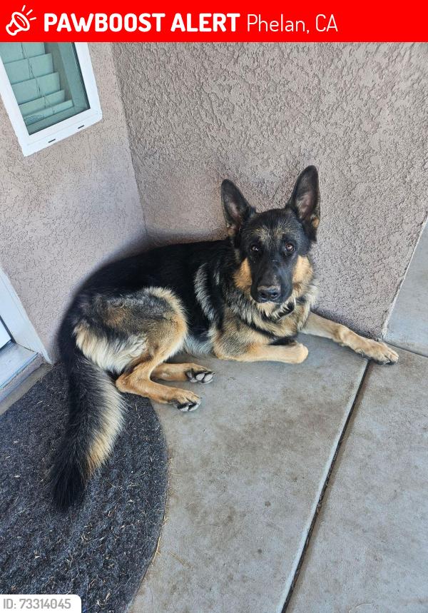 Lost Male Dog last seen Phelan, CA, Phelan, CA 92371