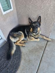 Lost Male Dog last seen Phelan, CA, Phelan, CA 92371