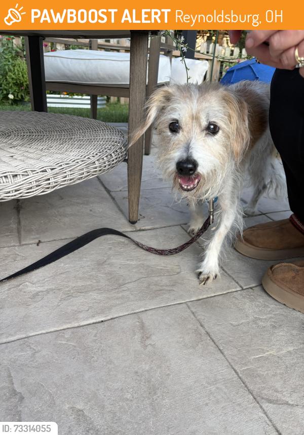 Found/Stray Female Dog last seen Bryden, Reynoldsburg, OH 43068