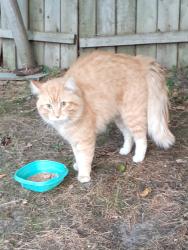 Found/Stray Male Cat last seen Avocet and 98th NW, Coon Rapids, MN 55433