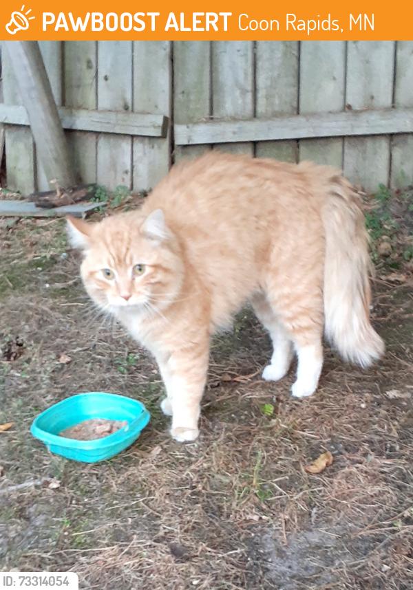 Found/Stray Male Cat last seen Avocet and 98th NW, Coon Rapids, MN 55433