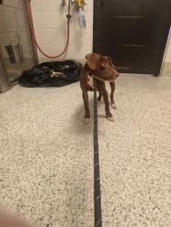 Shelter Stray Female Dog last seen Near camp creek parkway, Atlanta, GA, 1251 Fulton Industrial Blvd NW, Atlanta, GA 30336, USA