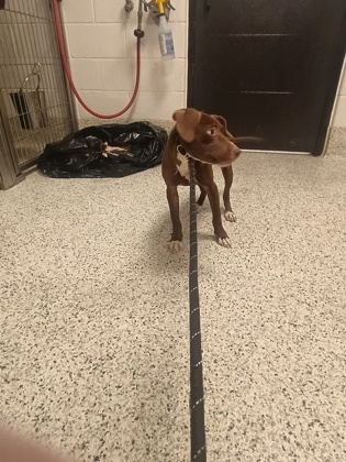 Shelter Stray Female Dog last seen Near camp creek parkway, Atlanta, GA, 1251 Fulton Industrial Blvd NW, Atlanta, GA 30336, USA