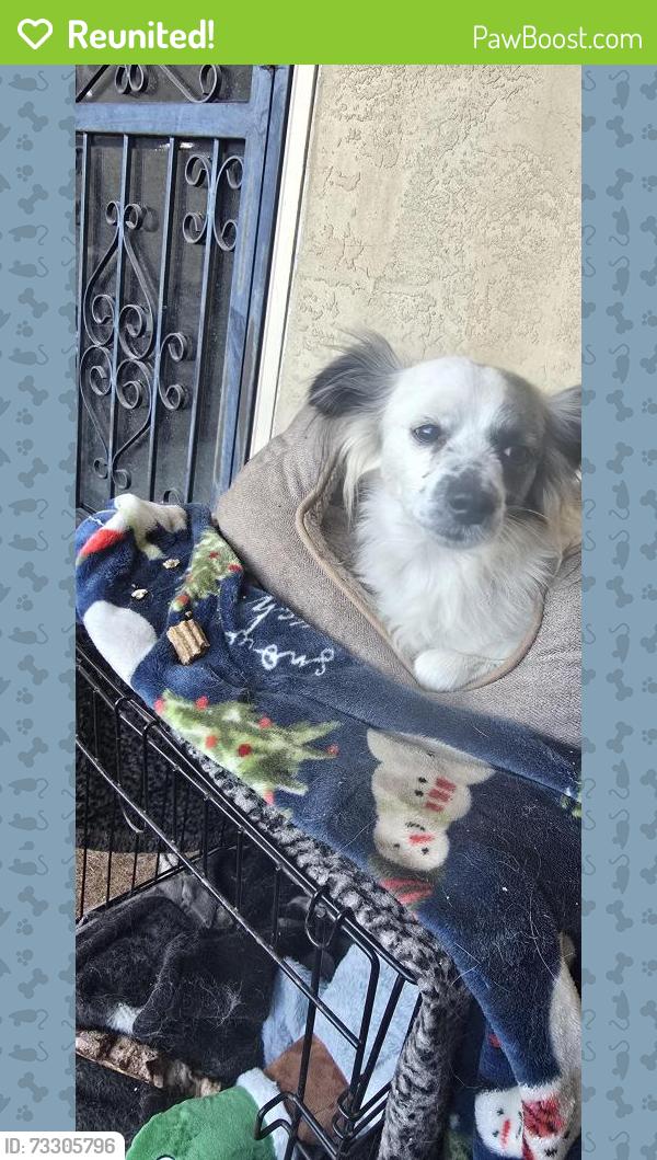 Reunited Male Dog last seen Gibson & Dakota, Albuquerque, NM 87108