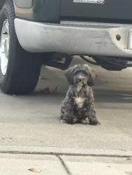 Found/Stray Female Dog last seen Canterbury creekbridge, Salinas, CA 93906
