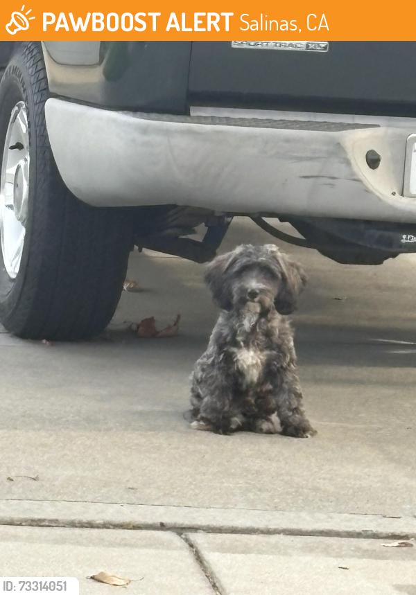 Found/Stray Female Dog last seen Canterbury creekbridge, Salinas, CA 93906