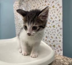 Shelter Stray Female Cat last seen Orchard Street, Lucas County, OH, 827 Illinois Ave, Maumee, OH 43537, USA