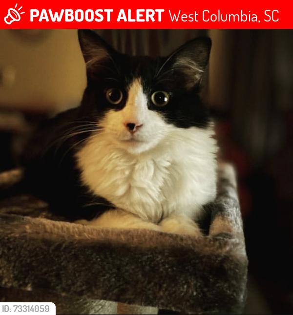 Lost Male Cat last seen Delree st, West Columbia, SC 29170