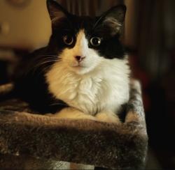 Lost Male Cat last seen Delree st, West Columbia, SC 29170