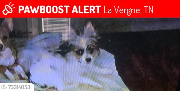 Lost Female Dog last seen Holland Ridge, La Vergne, TN 37086