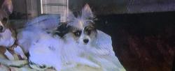 Lost Female Dog last seen Holland Ridge, La Vergne, TN 37086