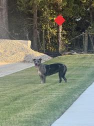 Found/Stray Unknown Dog last seen Dead end of Dalton Rd by a pile of gravel, Tyler, TX 75703