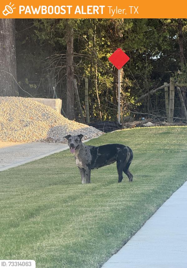 Found/Stray Unknown Dog last seen Dead end of Dalton Rd by a pile of gravel, Tyler, TX 75703