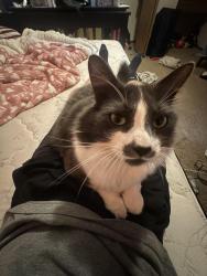 Lost Male Cat last seen Hartnell and Victor, Redding, CA 96002