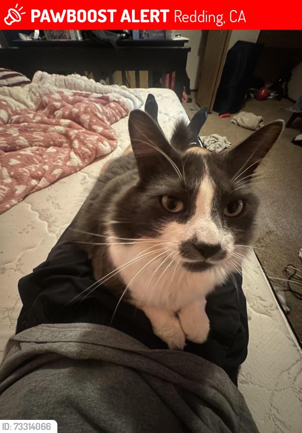 Lost Male Cat last seen Hartnell and Victor, Redding, CA 96002