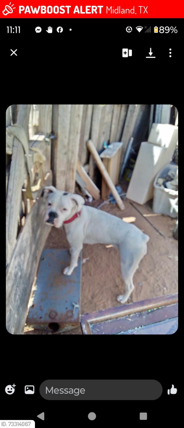 Lost Female Dog last seen Dollar general, 3000 block rankin hwy midland texas, Midland, TX 79701