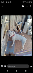 Lost Female Dog last seen Dollar general, 3000 block rankin hwy midland texas, Midland, TX 79701