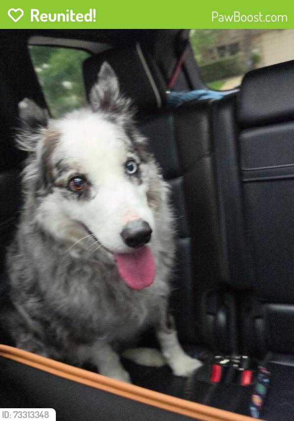 Reunited Unknown Dog last seen Near and Hansel Road, Doylestown, PA 18902