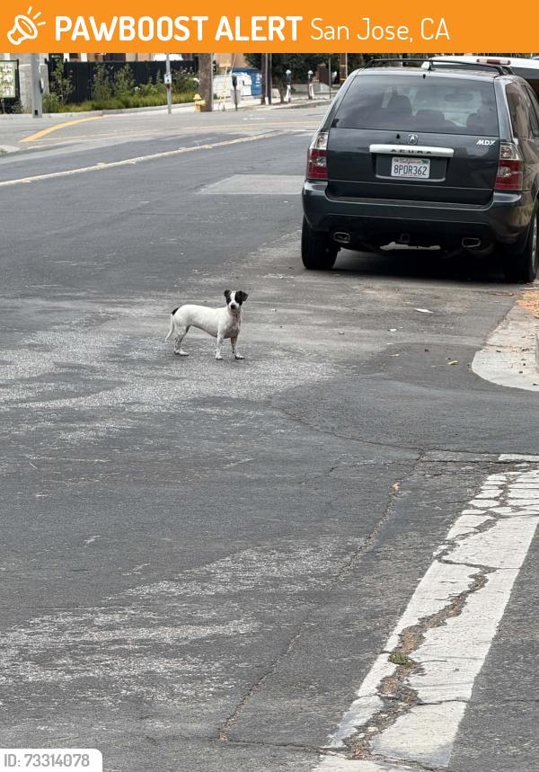 Found/Stray Unknown Dog last seen 9th street near SJSU, San Jose, CA 95112