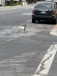 Found/Stray Unknown Dog last seen 9th street near SJSU, San Jose, CA 95112