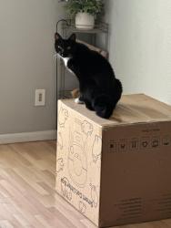 Lost Male Cat last seen Tierrasanta, San Diego, CA 92124