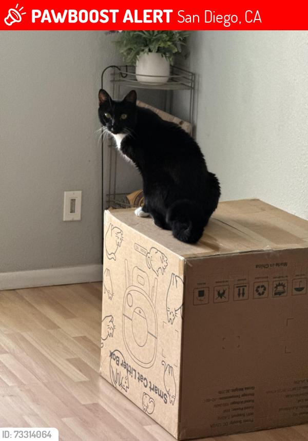 Lost Male Cat last seen Tierrasanta, San Diego, CA 92124