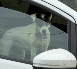Reunited Female Dog last seen SHENANDOAH RD, Plymouth, CA 95669