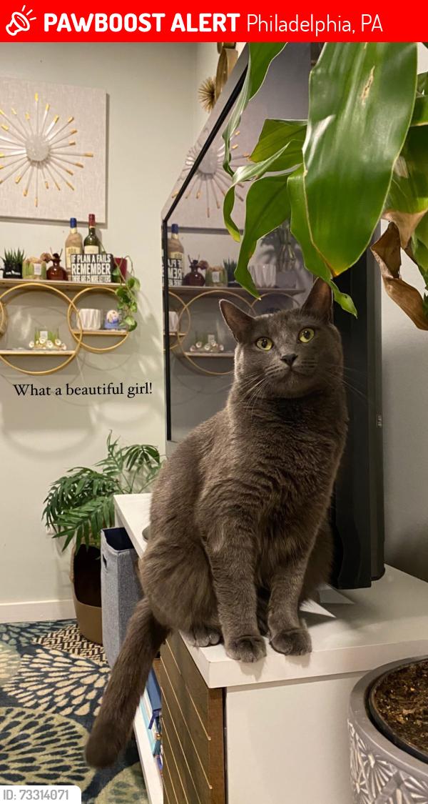 Lost Female Cat last seen 31st and Brandywine, Philadelphia, PA 19104