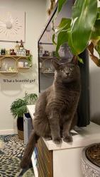 Lost Female Cat last seen 31st and Brandywine, Philadelphia, PA 19104