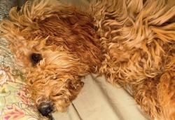 Reunited Female Dog last seen Harmony Ridge, Kingsport, TN 37665