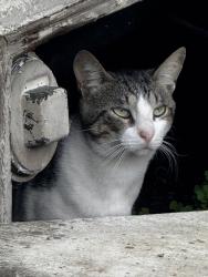 Found/Stray Unknown Cat last seen Near Watt Avenue, Sacramento, CA 95821
