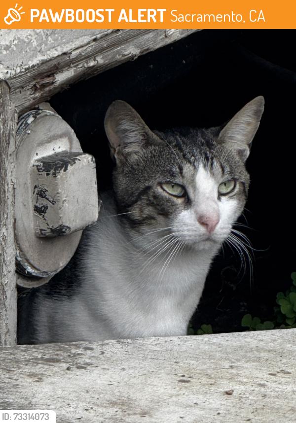 Found/Stray Unknown Cat last seen Near Watt Avenue, Sacramento, CA 95821