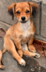 Reunited Unknown Dog last seen Hellman, Rosemead, CA 91770