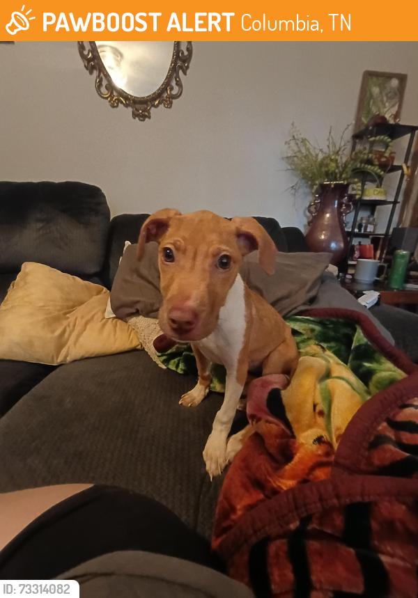 Found/Stray Female Dog last seen The quarry on Theta Pike, Columbia, TN 38401