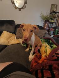 Found/Stray Female Dog last seen The quarry on Theta Pike, Columbia, TN 38401