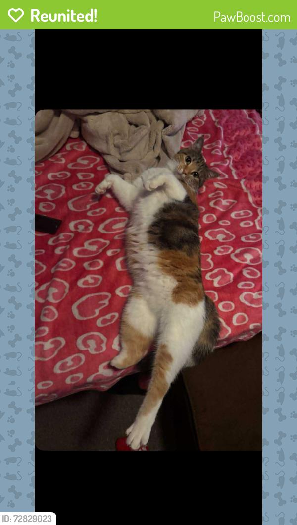 Reunited Female Cat last seen Near penny lane sterling VA 20164, Sterling, VA 20164