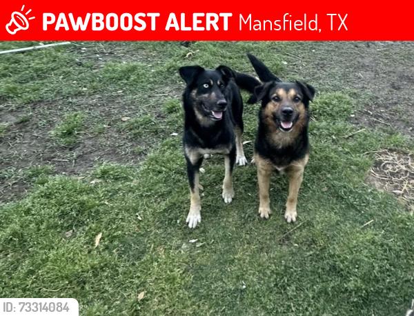 Lost Male Dog last seen Herritage, Mansfield, TX 76063
