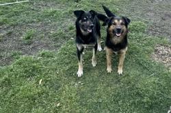 Lost Male Dog last seen Herritage, Mansfield, TX 76063
