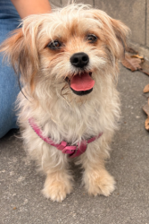 Reunited Unknown Dog last seen Hellman ave, Rosemead, CA 91770