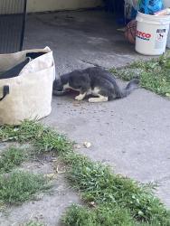 Found/Stray Unknown Cat last seen Near Marshall Ave, Saint Paul, MN 55104