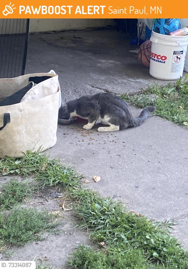 Found/Stray Unknown Cat last seen Near Marshall Ave, Saint Paul, MN 55104
