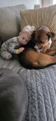 Reunited Male Dog last seen Near reed dr, Zebulon, NC 27597