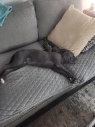 Reunited Female Dog last seen Near reed dr, Zebulon, NC 27597
