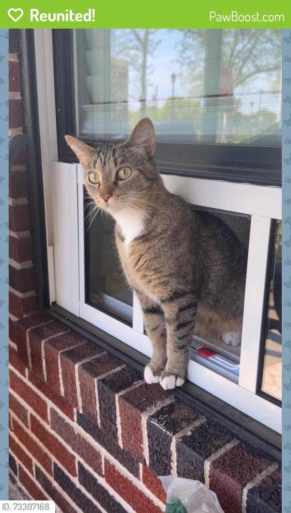 Reunited Female Cat last seen Pottstown Middle School, Pottstown, PA 19464