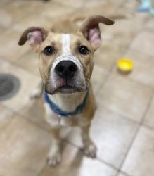 Shelter Stray Male Dog last seen Pier Park, PORTLAND, OR, 97203, 1700 W Historic Columbia River Hwy, Troutdale, OR 97060, USA
