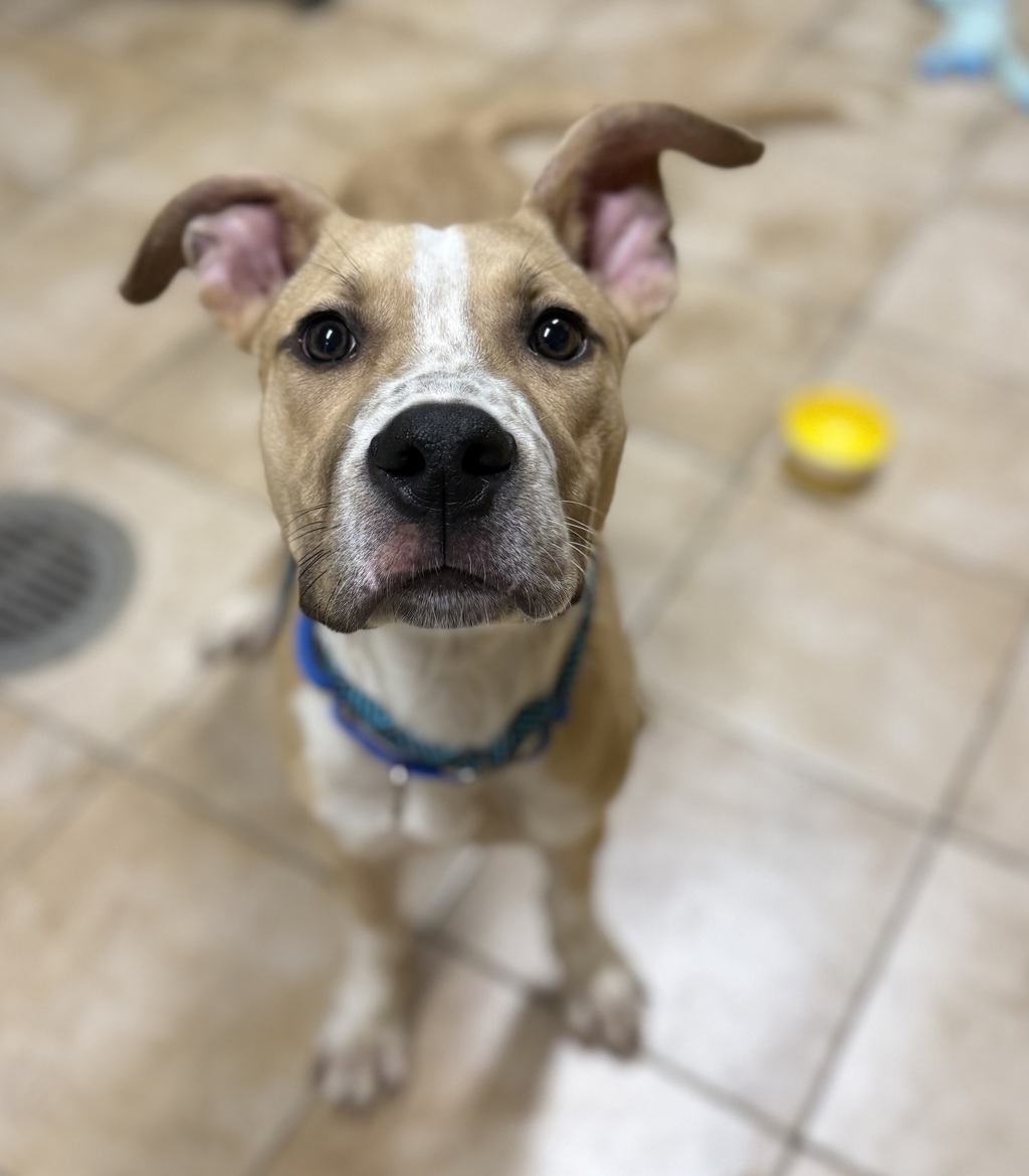 Shelter Stray Male Dog last seen Pier Park, PORTLAND, OR, 97203, 1700 W Historic Columbia River Hwy, Troutdale, OR 97060, USA