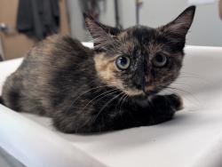 Shelter Stray Female Cat last seen Near W 2100 S, SALT LAKE CITY, UT, 84115, 511 W 3900 S, Salt Lake City, UT 84123, USA