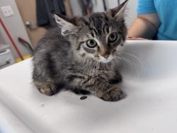 Shelter Stray Male Cat last seen Near W 2100 S, SALT LAKE CITY, UT, 84115, 511 W 3900 S, Salt Lake City, UT 84123, USA