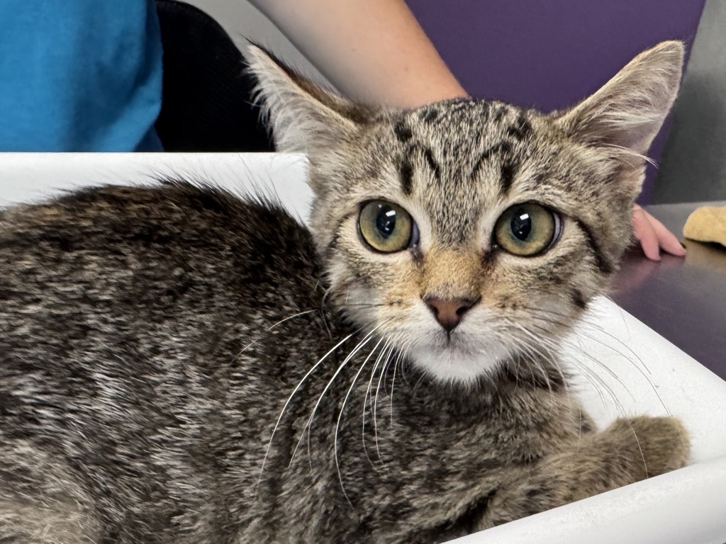 Shelter Stray Male Cat last seen Near W 2100 S, SALT LAKE CITY, UT, 84115, 511 W 3900 S, Salt Lake City, UT 84123, USA