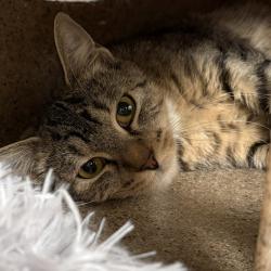 Shelter Stray Female Cat last seen NE 202nd and Glisan, OR, 1700 W Historic Columbia River Hwy, Troutdale, OR 97060, USA